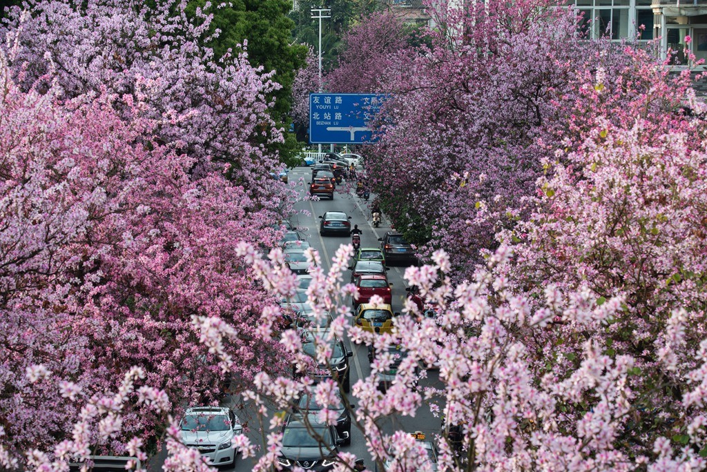 紫荊花海 －胡慶華.jpg