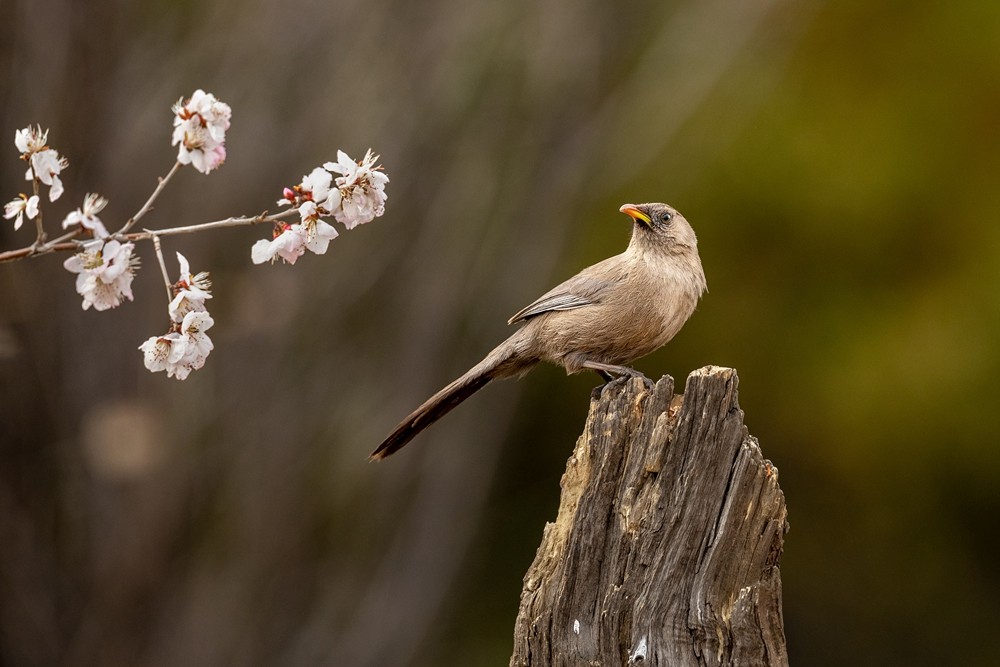 鳥(niǎo)語(yǔ)花香+劉嘉埔+鄂爾多斯.jpg