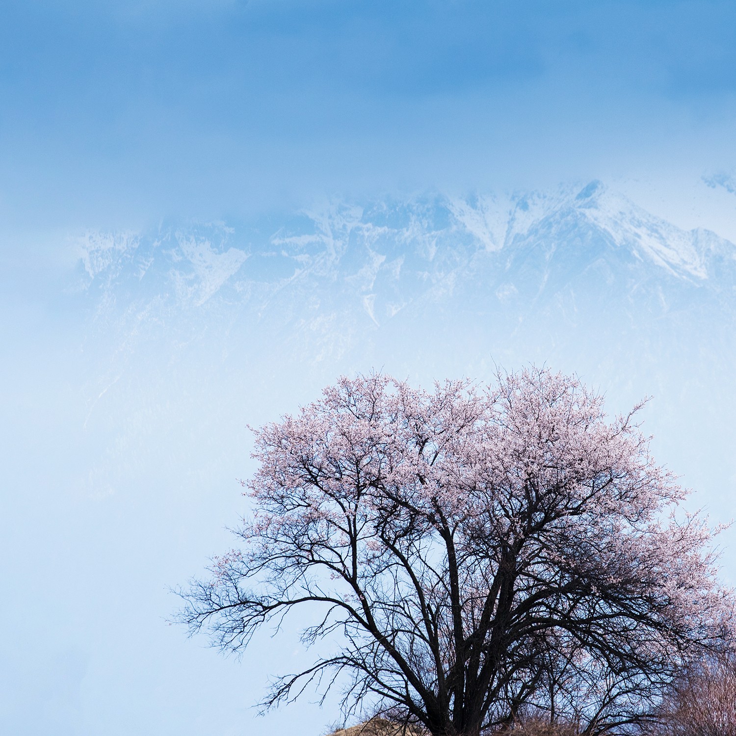 雪域桃花 陳伶雙.jpg